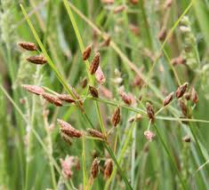 Image result for Fimbristylis aphylla