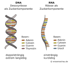 Kunstwort) ist eine nukleinsäure, die sich als polynukleotid aus einer kette von vielen nukleotiden zusammensetzt. Das Genom Als Rna Maschine Wissensschau De