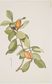 Image result for Sapotaceae