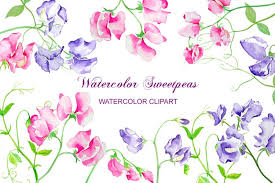 Arrangements, individual elements and wreaths. Watercolor Sweet Pea Pink And Purple Flowers Clipart 57337 Illustrations Design Bundles