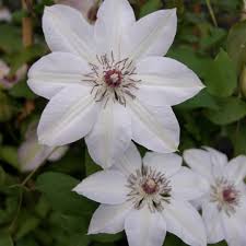 Clematis 'miss bateman' flowers from may to june, with a second flush of slightly smaller blooms in late summer. Clematis Miss Bateman