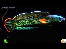 Overall it has been assessed as data deficient by the iucn, and in 2014 it was assessed as critically endangered in bangladesh by the iucn. Ikan Gabus Hias Channa Barca Channa Bleheri Youtube