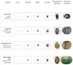 Tick Identification Chart Dover Boh Lyme Disease Committee Ticks Deer Ticks Tick Spray
