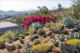 Large varieties command attention as specimen plants. Jeremy Spath S Hidden Agave Ranch The Grounds