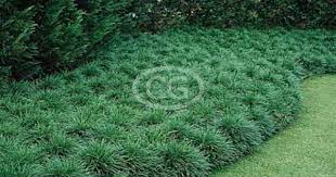 Pin On Fl Liriope Mondo Grass And Flax Lily
