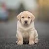 Find labrador retriever puppies and breeders in your area and helpful labrador retriever information. 1