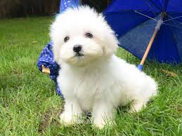 Iyi Egitimli Bir Terrier Maltese Icin Bilinmesi Gereken Temel Bilgiler