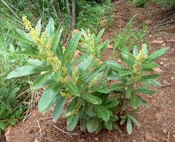 Image result for Searsia grossireticulata