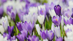 Blooming Crocus Flower Show Crocus Flowers