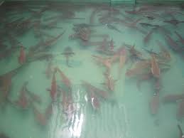 Budidaya Ikan Gabus Di Kolam Terpal