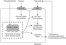 Gliclazide undergoes extensive metabolism to several inactive metabolites in human beings, mainly methylhydroxygliclazide and carboxygliclazide. Mechanism Of Action Of A Thiazolidinedione On An Adipocyte Reproduced Download Scientific Diagram