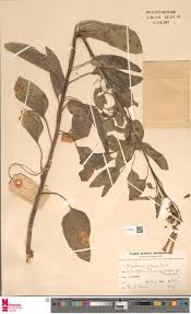 Image result for Selago dinteri