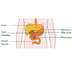 Description from liver and pancreas diagram pictures wallpaper : The Pancreas Where It Is In The Body And What It Does Macmillan Cancer Support