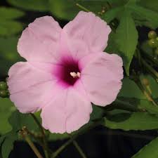 Image result for Ipomoea involucrata