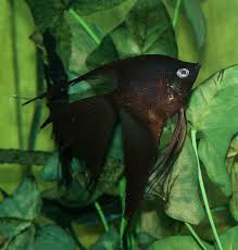 Black And White Koi Angelfish Angel Fish Types Guide To Help Identify With Hybrid Black Angelfish An Underlying Pattern Can Be Seen Under A Bright Light Or Angel Fish Fish Beautiful Fish