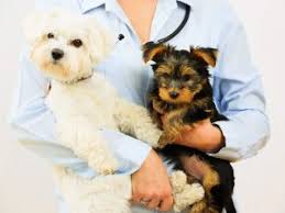 Maybe you would like to learn more about one of these? Veterinary Boarding In Simi Valley Ca Angeles Animal Hospital