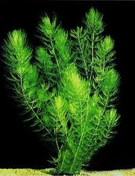 Ceratophyllum Demersum