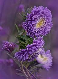 13 Tumblr Purple Flowers Beautiful Flowers Fall Flowers