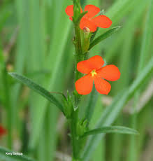 Image result for Striga hallaei