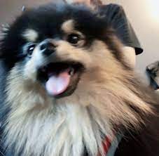 kim yeontan tumblr evcil hayvanlar veterinerler hayvan