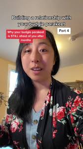 One of the most common questions I get from budgie owners is that their  budgie parakeets are still afraid of them despite months or years of  bringing them things and sitting near them or talking to ...