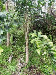 Image result for Aiphanes horrida