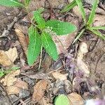 Image result for Orthosiphon thymiflorus