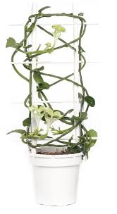 6 photography secrets for house plants. House Plant Parachute Plant Unique And Unusual Indoor Plants For Your Home Decor Jaydeemahs Com