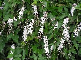 Image result for Hardenbergia comptoniana