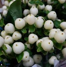 Find the perfect wholesale roses for your diy wedding bouquet, today! White Cream Hypericum Berries Diy Wedding Flowers Flower Moxie