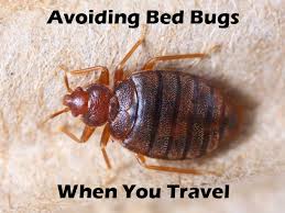 avoid bed bugs everyday health bed bugs treatment bed bugs kill bed bugs