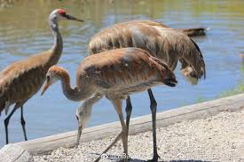 We did not find results for: ç½'å‹å®žæ‹ George C Reifel Migratory Bird Sanctuary çš„æ²™ä¸˜é¹¤ æ¯›è™Žçš„èŠæ–‹