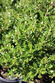 Image result for Corchorus kirkii