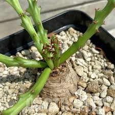 Image result for Euphorbia platycephala