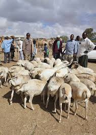 Livestock Market In Hargeisa Somaliland Explore Travel Livestock Capital City