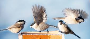 In Quebec You Can Easily Bring These 10 Birds To Your Yard Mondou