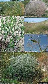 Check spelling or type a new query. Baby S Breath