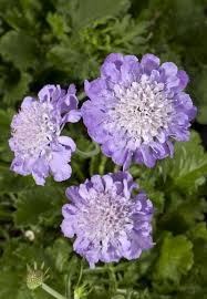 Pin On Garden Grow