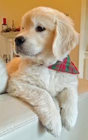 To ensure the perfect fit, please measure around your dog's neck and consult the bandana size chart below. Bandanas Are So Perfect For Goldens Retriever Puppy Cute Dogs Puppies