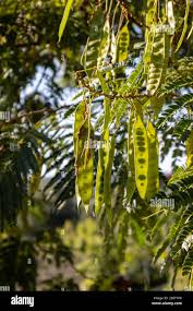 Image result for Albizia schimperiana