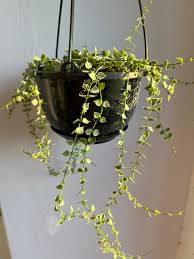 Image result for Polysphaeria dischistocalyx