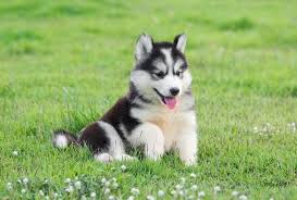 Feel free to post pictures and. 50 Cutest Dog Breeds As Puppies Reader S Digest
