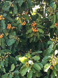 Image result for Ehretia cymosa