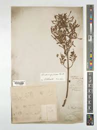 Image result for Tetradenia tanganyikae