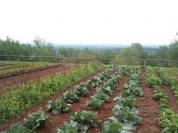 I was wondering if you remember how far apart they are spaced, and how distant the rows are from one another. 16 Vegetable Gardening Nc State Extension Publications