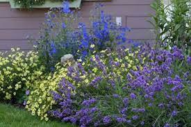 Delphinium Butterfly Coreopsis Moonbeam Lavender Hidcote And Nearly Wild Rose In Far Rear Blue And Purple Flowers Xeriscape Garden Projects