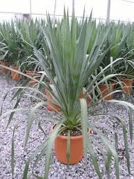 Image result for Yucca gloriosa