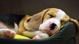 The Reason Dogs Twitch In Their Sleep Canine Dogs Animals