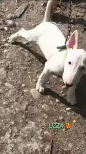 Image result for bulteriér