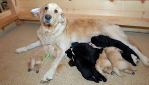 Find the best products and accessories for your beloved labrador retriever. 26 Unreal Labrador Cross Breeds You Have To See To Believe